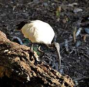 African Sacred Ibis