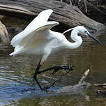 Aigrette garzette