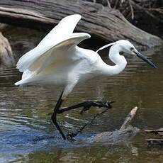 Aigrette garzette