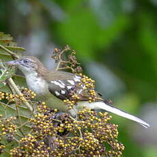 Bulbul tacheté