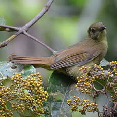 Bulbul verdâtre