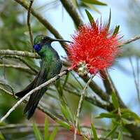 Sparkling violet-ear / Colibri anaïs / Colibri coruscans – Coraves