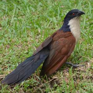 Coucal à nuque bleue