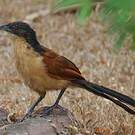 Coucal à nuque bleue