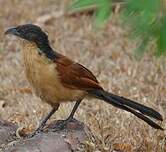 Coucal à nuque bleue