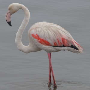 Flamant rose