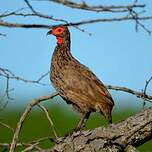 Francolin de Swainson