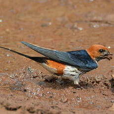 Hirondelle striée