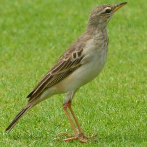 Pipit à longues pattes