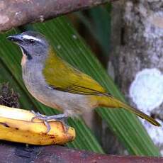 Saltator des grands-bois