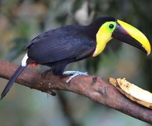 Toucan du Chocó