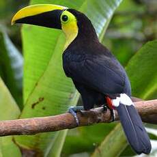 Toucan du Chocó