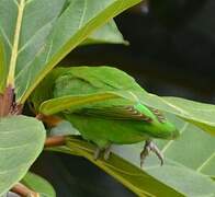 Red-headed Lovebird