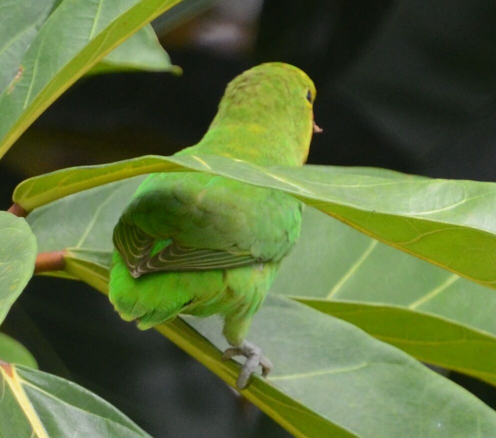 Red-headed Lovebirdadult, identification