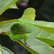 Red-headed Lovebird