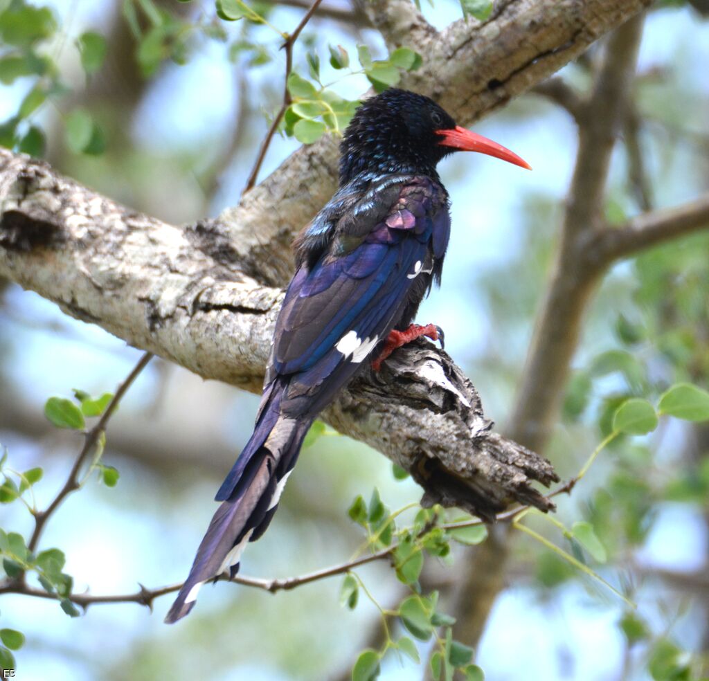 Irrisor moqueuradulte, identification