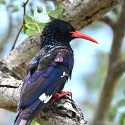 Green Wood Hoopoe