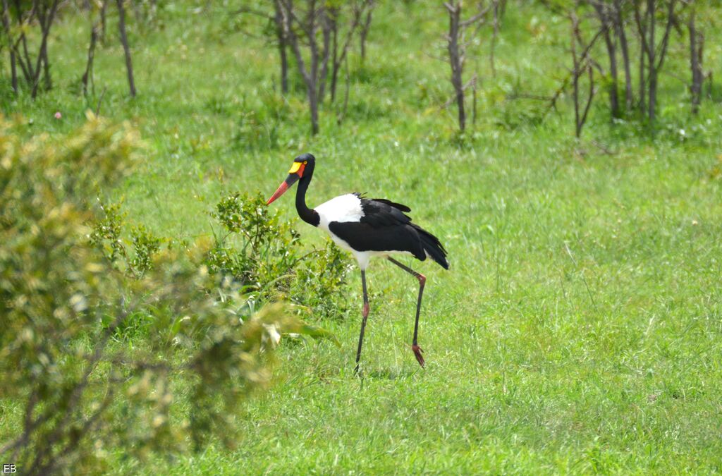 Saddle-billed Storkadult, identification