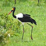 Saddle-billed Stork