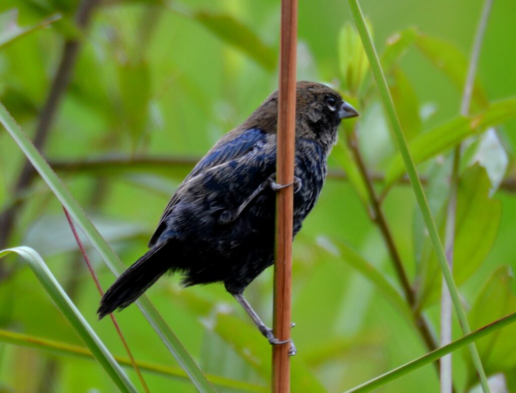 Jacarini noiradulte, identification