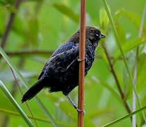 Blue-black Grassquit