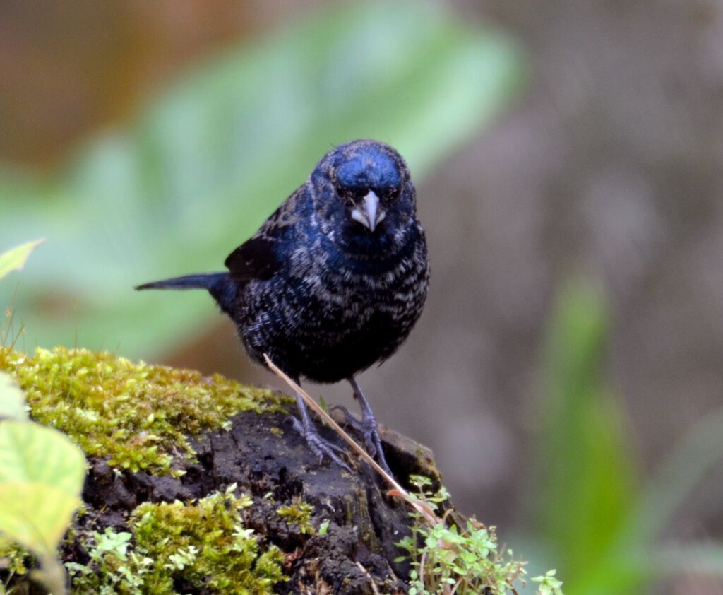 Blue-black Grassquitadult, identification