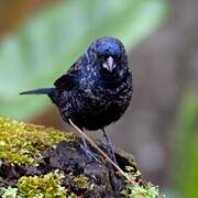 Blue-black Grassquit