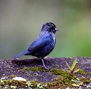 Blue-black Grassquit