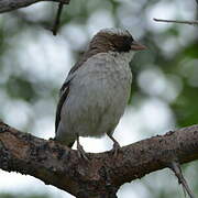 White-browed Sparrow-Weaver