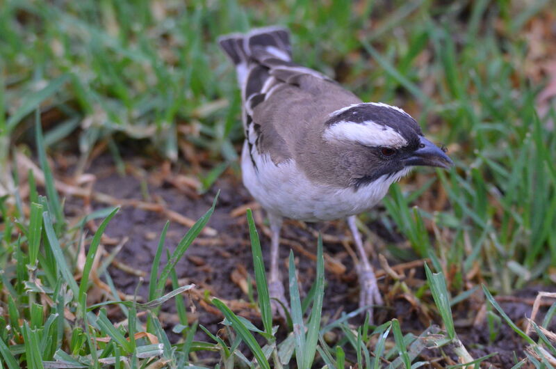 White-browed Sparrow-Weaveradult, identification, feeding habits