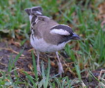 White-browed Sparrow-Weaver