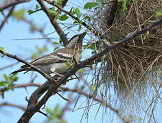 White-browed Sparrow-Weaver