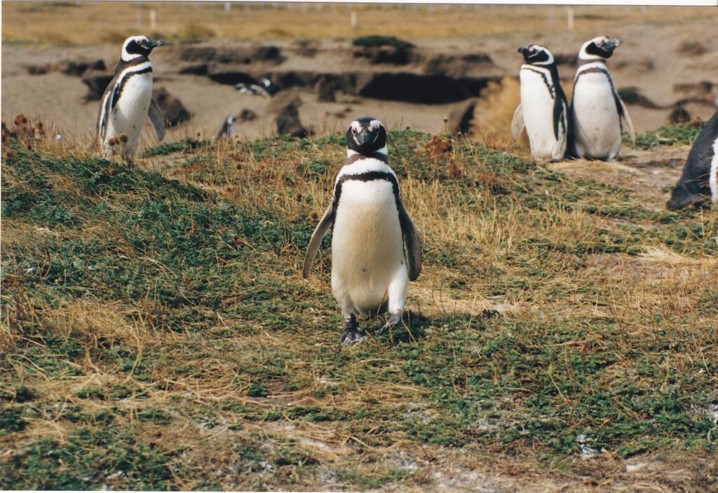 Magellanic Penguin, identification