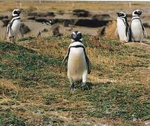 Magellanic Penguin