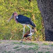 Marabou Stork