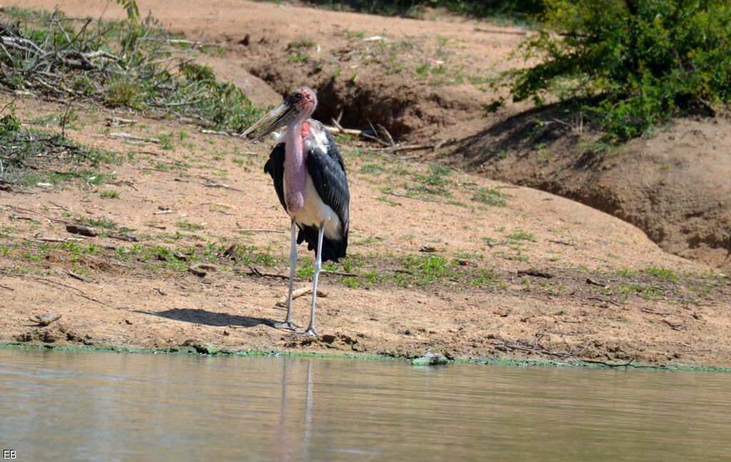 Marabout d'Afriqueadulte, identification