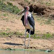 Marabou Stork