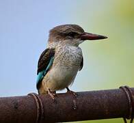 Brown-hooded Kingfisher