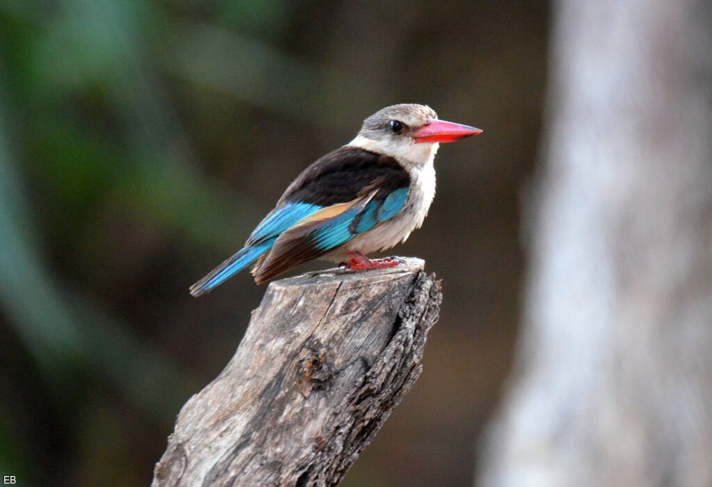 Brown-hooded Kingfisheradult, identification