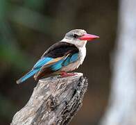 Brown-hooded Kingfisher