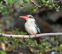 Brown-hooded Kingfisher