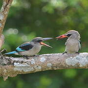 Woodland Kingfisher