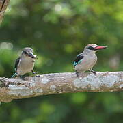 Woodland Kingfisher