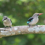 Woodland Kingfisher