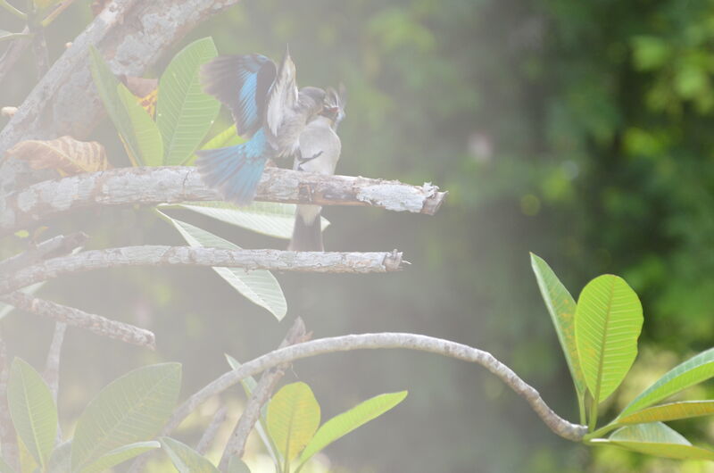 Woodland Kingfisher adult, Behaviour