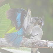 Woodland Kingfisher