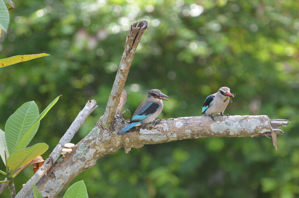 Woodland KingfisherFirst year, Behaviour