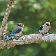 Woodland Kingfisher