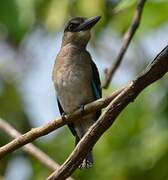 Woodland Kingfisher