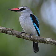 Woodland Kingfisher